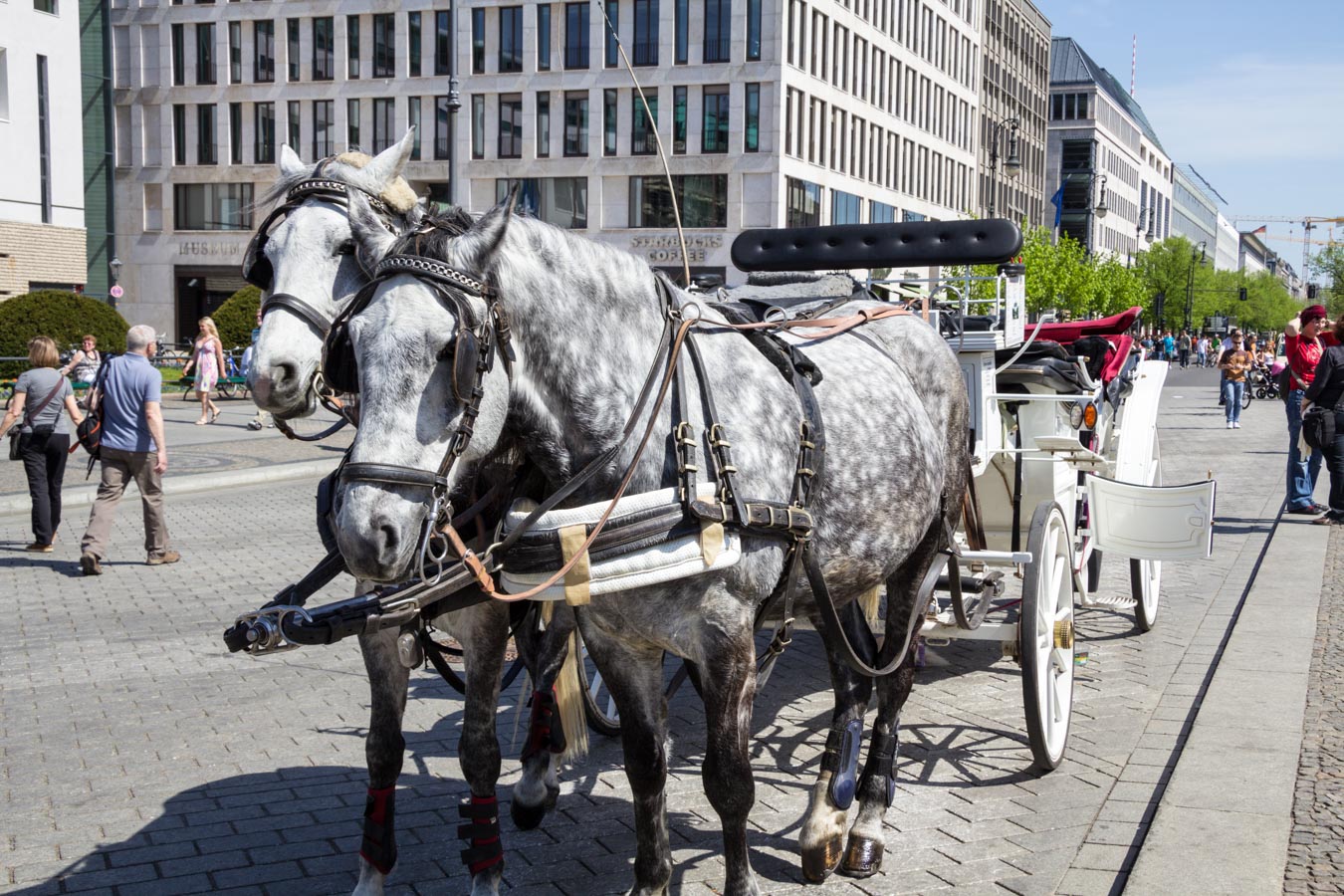 Pferde mit Kutsche Berlin